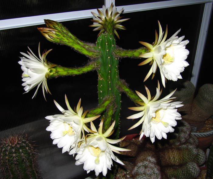 Trichocereus pachanoi, Nocturnal Bloomers